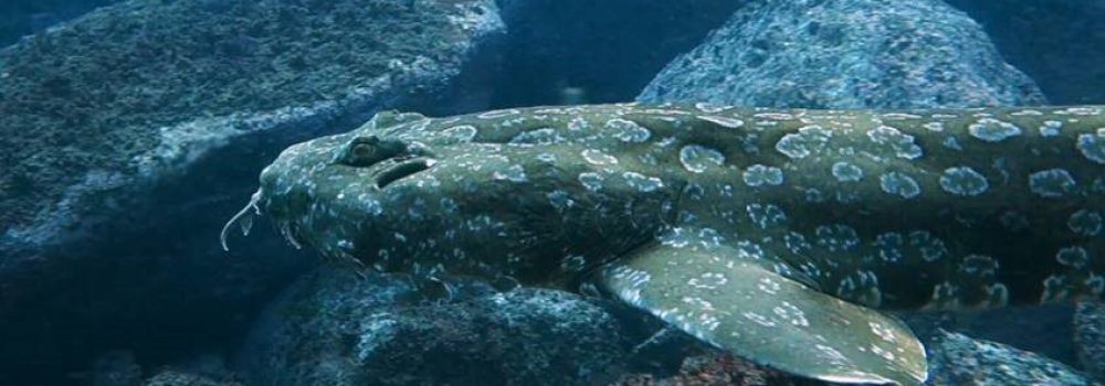 Díszes wobbegong cápa