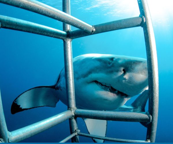 Respectful Shark Cage Diving