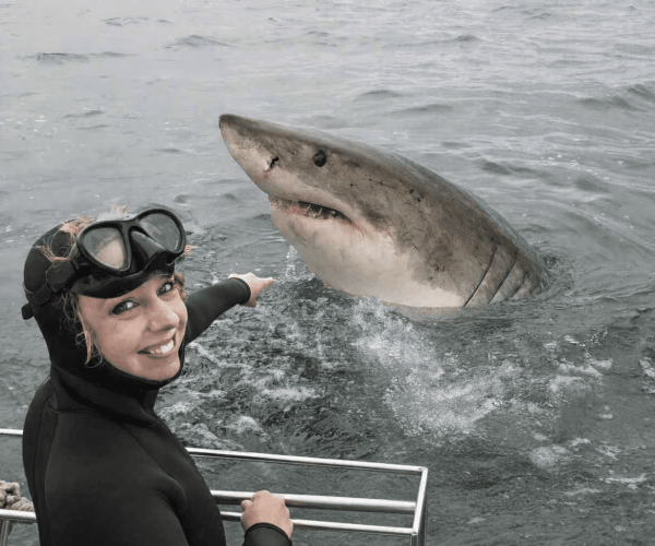 ケープタウンでのサメケージダイビング - Apex Shark Expeditions