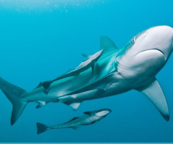 Shark Cage Diving Manners What You Need to Know