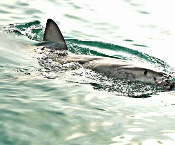 Shark Swimming Near Cage What to know before shark cage diving
