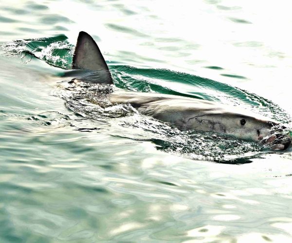 What to know before shark cage diving