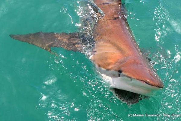 銅鯊 Carcharhinus brachyurus