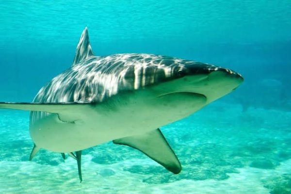 暗色真鯊，Carcharhinus obscurus