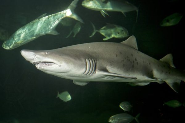 鋸齒鯊，Carcharias taurus