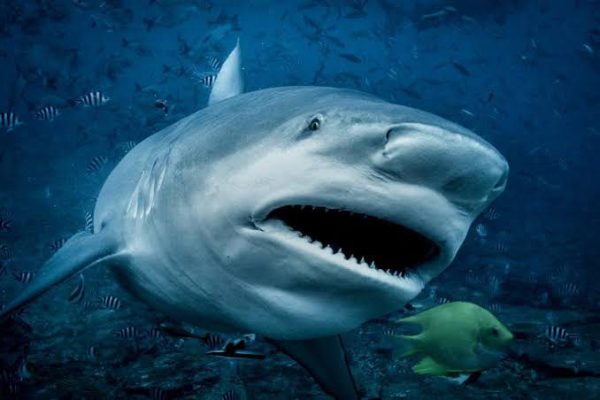 贊比西鯊 Carcharhinus zambezensis