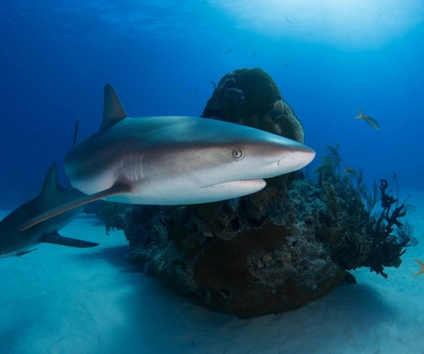 Sharks in Cape Town