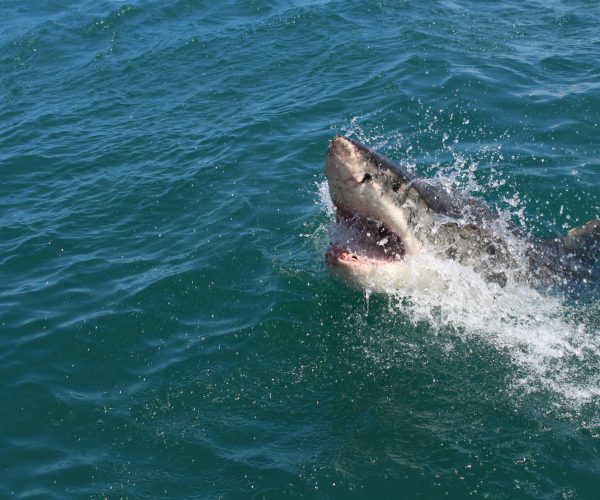 Beginner Shark Cage Dive Beginner Shark Cage Dive