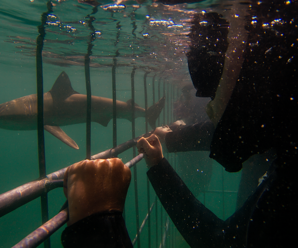 cage diver and bronze whaler