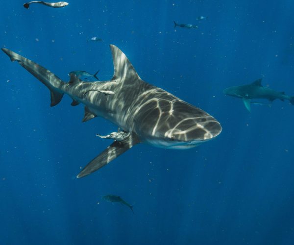 Types of Shark Species