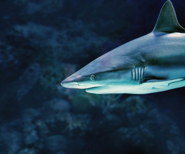 Shark Cage Diving