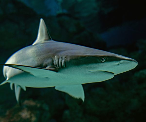 Shark Cage Diving Tour Price Cape Town