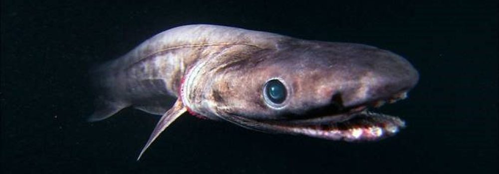 fodros cápa