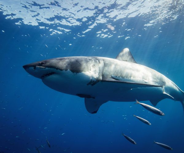 Cage Diving Tour Price