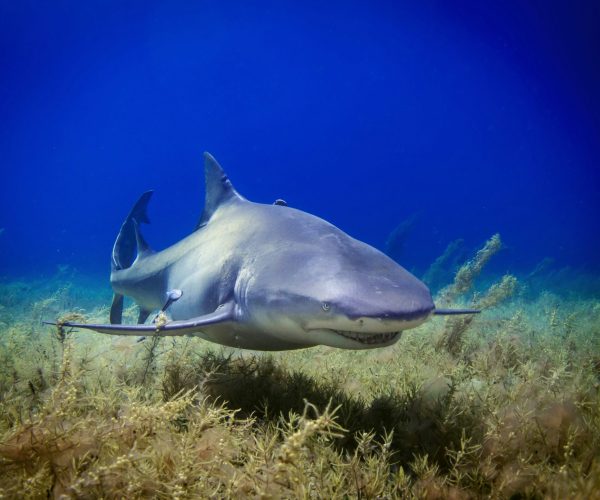 Types of Sharks in Cape Town