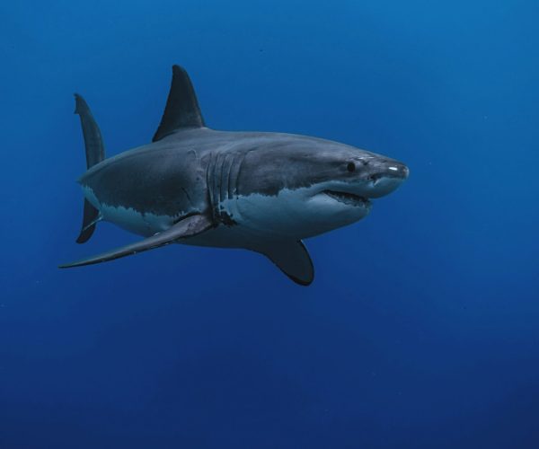 Great White Shark vs Bronze Whaler