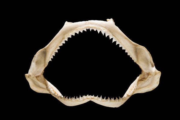 What Makes Shark Skeletons Unique