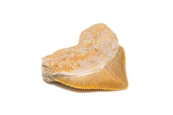 鯊魚的軟骨骨骼