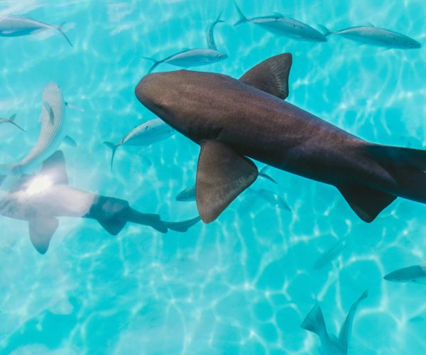 What’s Included in the Price?