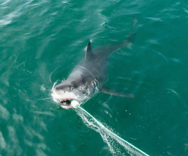 Shark cage diving safety tips