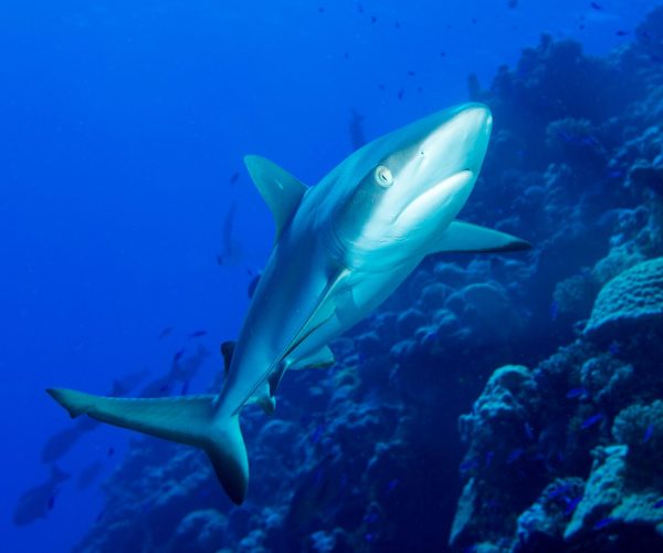Female Shark from a Male