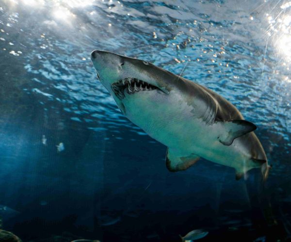 Preparing for shark cage diving