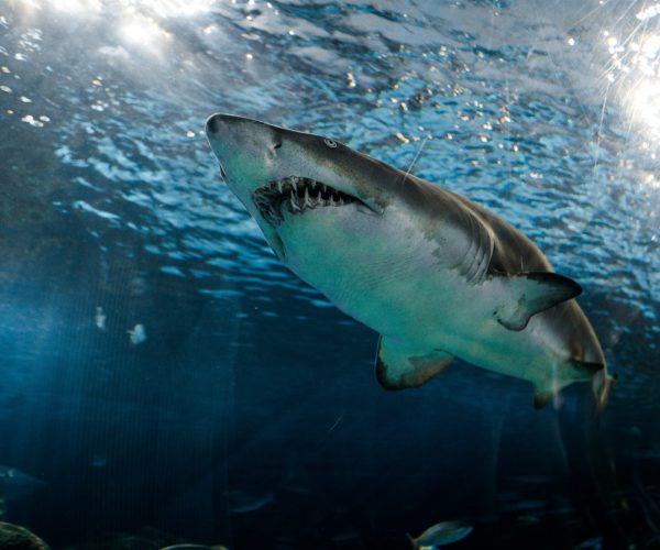 Shark Cage Diving Tour Cape Town Shark Cage Diving Tour Cape Town