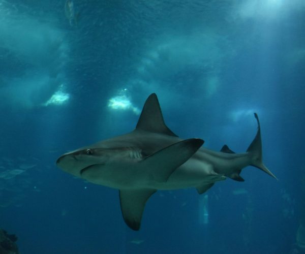 Male Sharks