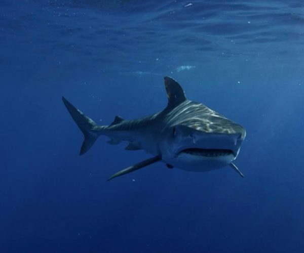 Great White Sharks Facts