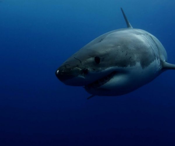 Great White Sharks and Bronze Whalers