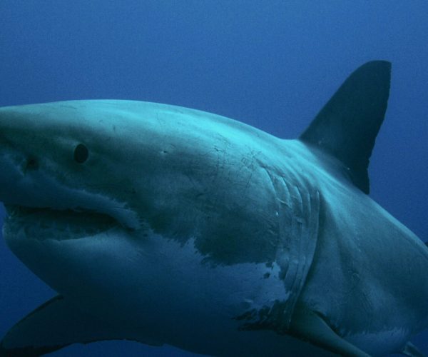 Great white shark Seasonal Patterns