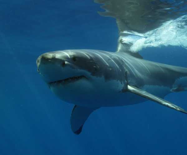 Facts About Great White Sharks