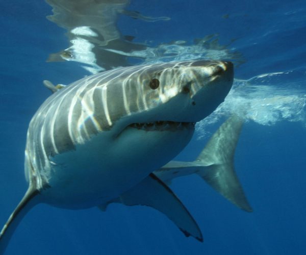 South Africa’s Great Whites Have Surprisingly Low Genetic Diversity