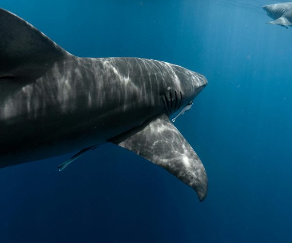 10 Facts About Bronze Whaler Sharks You Didn’t Know