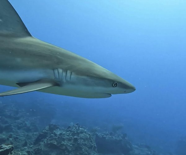 How Do You Tell a Female Shark from a Male