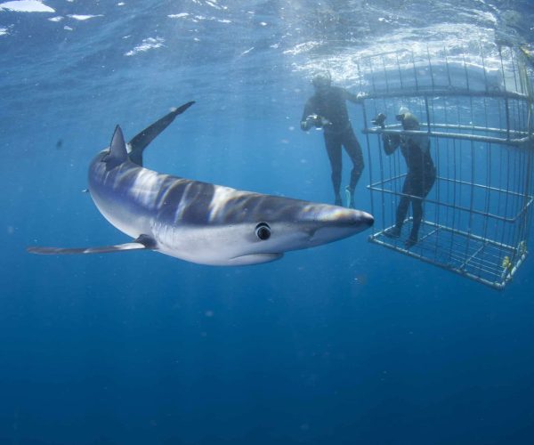 shark cage diving
