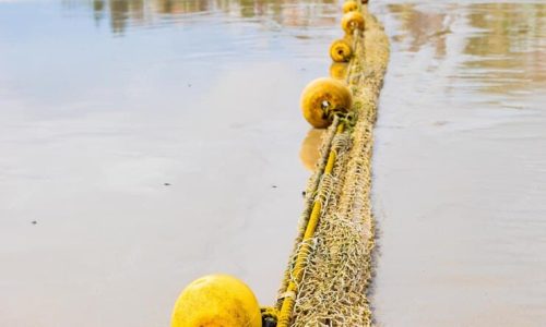 Waarom verdwijnen grote witte haaien van de Zuid-Afrikaanse kustlijn?