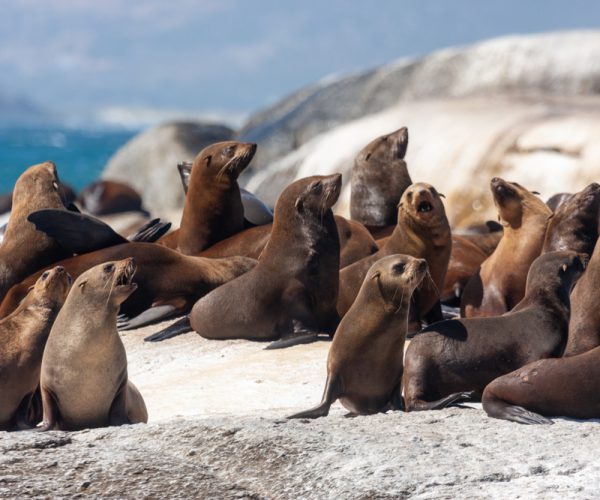 Seal,Island,Cape,Town,National,Parks,And,Nature,Reserves,Of