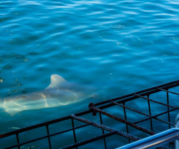 Close,Up,Shot,Large,Shark,Next,To,White,Shark,Cage