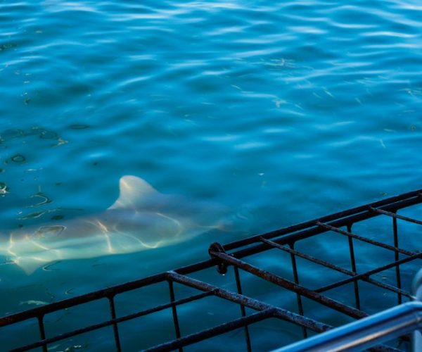 Close,Up,Shot,Large,Shark,Next,To,White,Shark,Cage