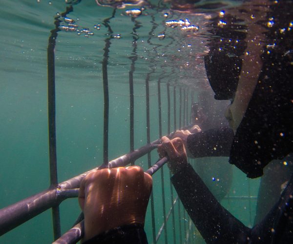 Great,White,Shark,Cage,Diving,In,South,Africa