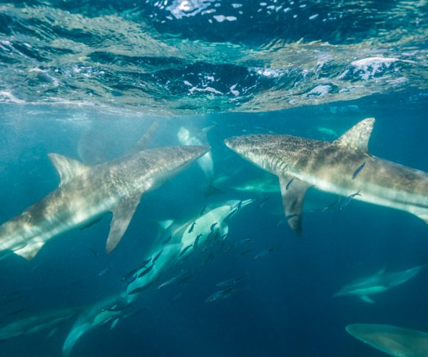 Large,Group,Of,Bronze,Whaler,Sharks,And,Some,Common,Dolphins