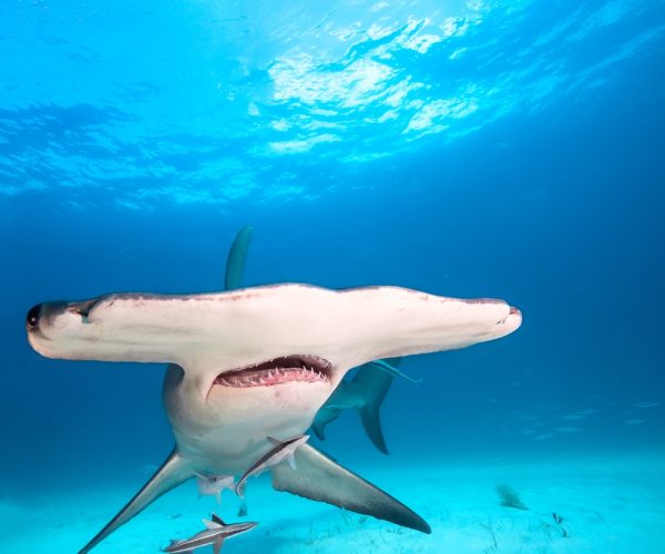Big,Great,Hammerhead,Shark,In,Blue,Sea,Water.,Bahamas,,Caribbean