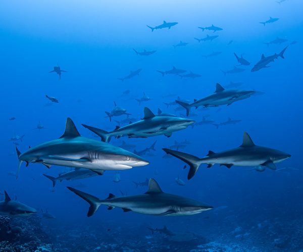 Sharks,Underwater.,A,Pack,Of,Sharks,In,The,Blue,Abyss