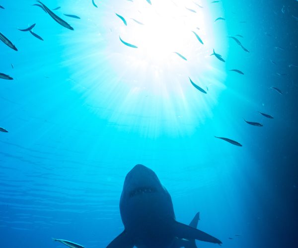 From,The,Safety,Of,A,Shark,Cage,,A,Great,White