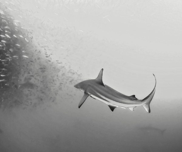 Bronze,Whaler,Shark,Attacking,A,Sardine,Bait,Ball,During,The