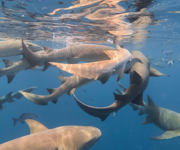 vecteezy_nurse-sharks-feasting_1520975