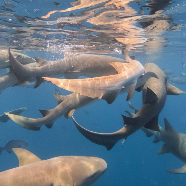 vecteezy_nurse-sharks-feasting_1520975