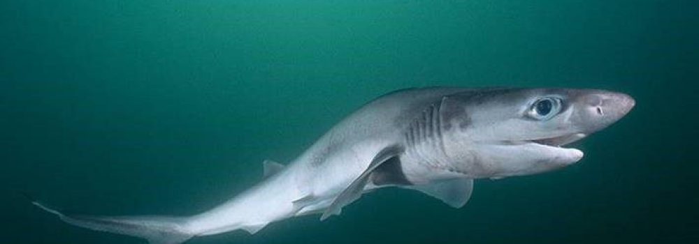 mi az a Sharpnose Sevengill Shark